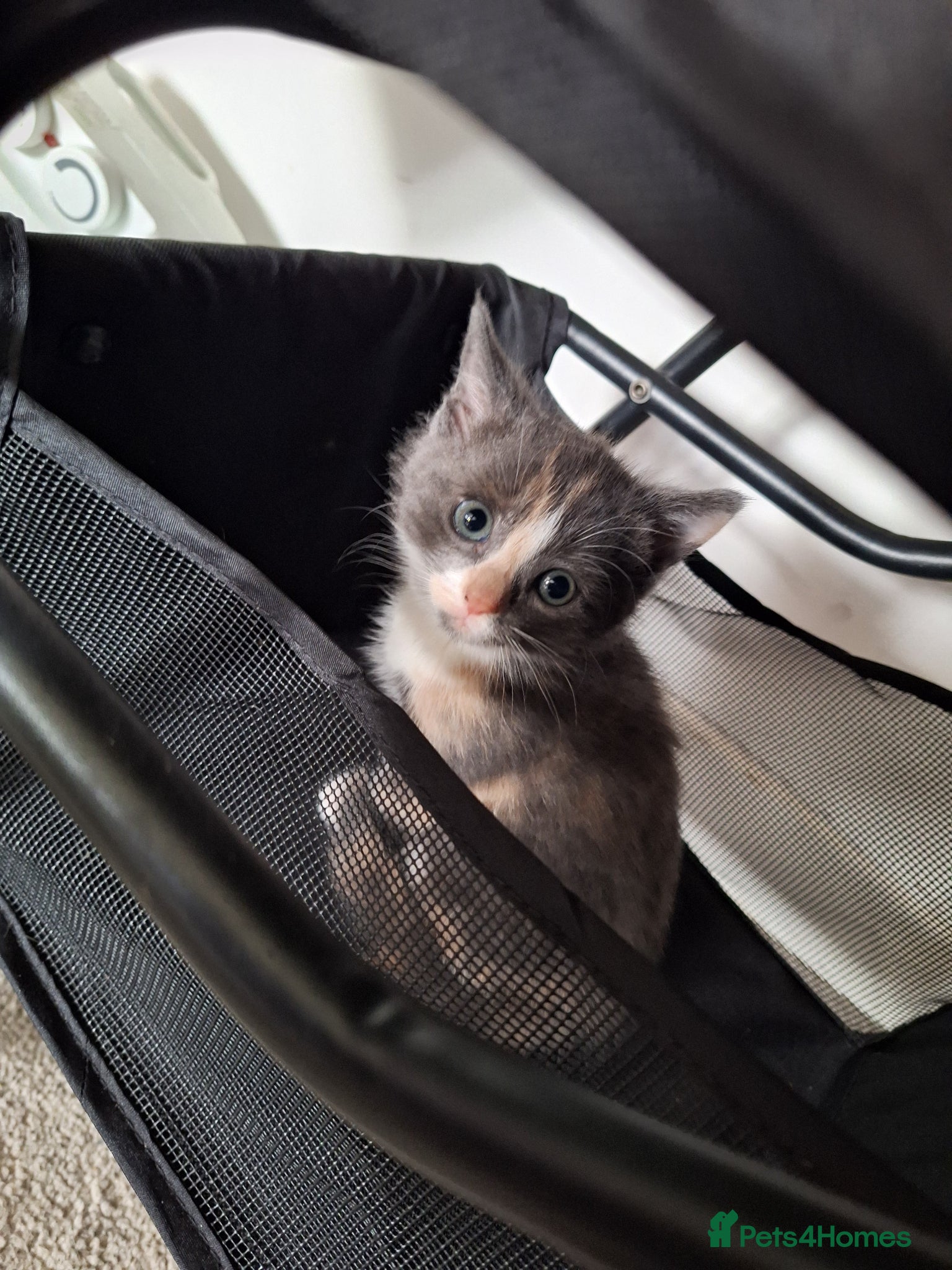 Mixed Breed cats Little girl ready now  - Advert 9