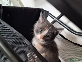 Mixed Breed cats Little girl ready now - Advert 1