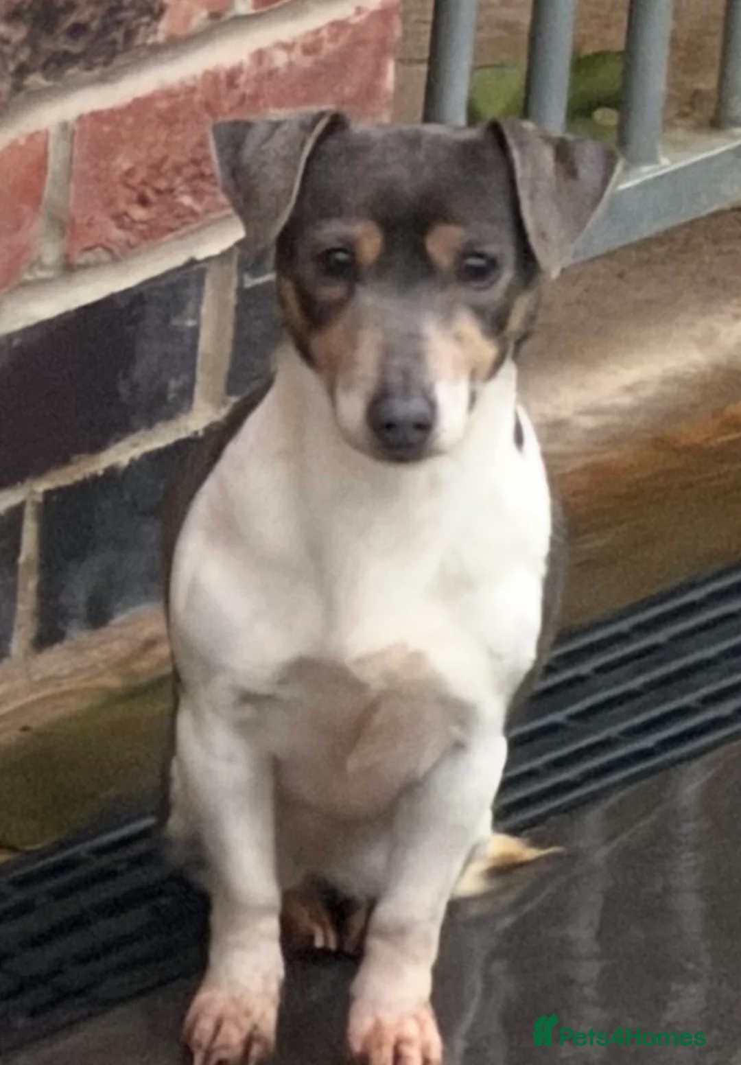 Jack Russell dogs for sale: DONJACKS - stunning imported lines blue tri boy - Advert 2