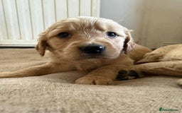 Golden Retriever dogs for sale: Stunning Top Quality Lines Golden Retriever Pups - Image 12