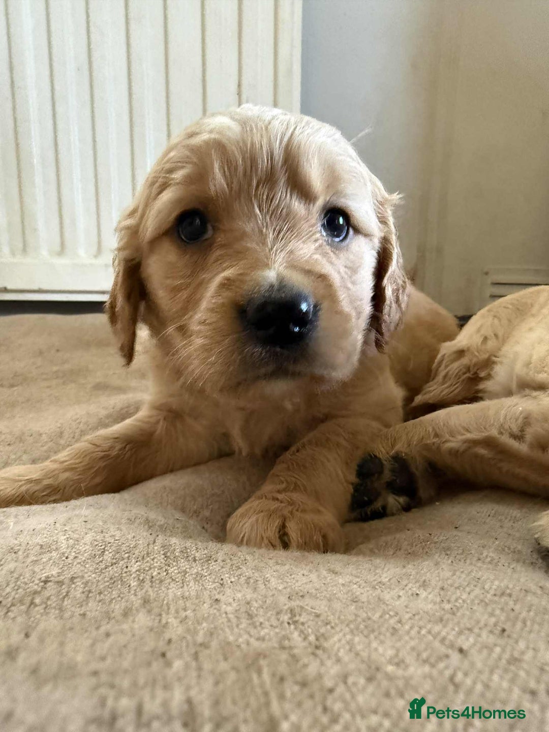 Golden Retriever dogs for sale: Stunning Top Quality Lines Golden Retriever Pups - Image 12