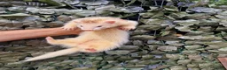 Ferret rodents for sale: Last 2 Longer haired Jills in Bracknell - Advert 7