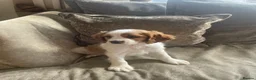 Cavapoo dogs for sale: Cavapoo puppies  - Advert 30