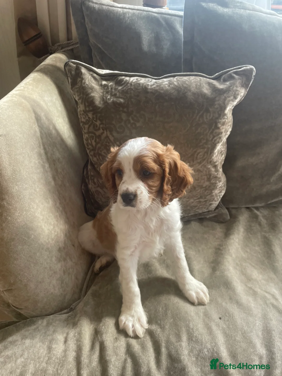 Cavapoo dogs for sale: Cavapoo puppies  - Advert 30