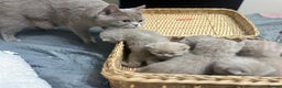 British Shorthair cats for sale: British shortHair - Advert 2