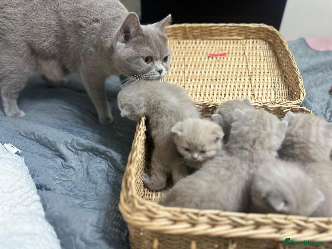 British Shorthair cats for sale: British shortHair - Advert 2