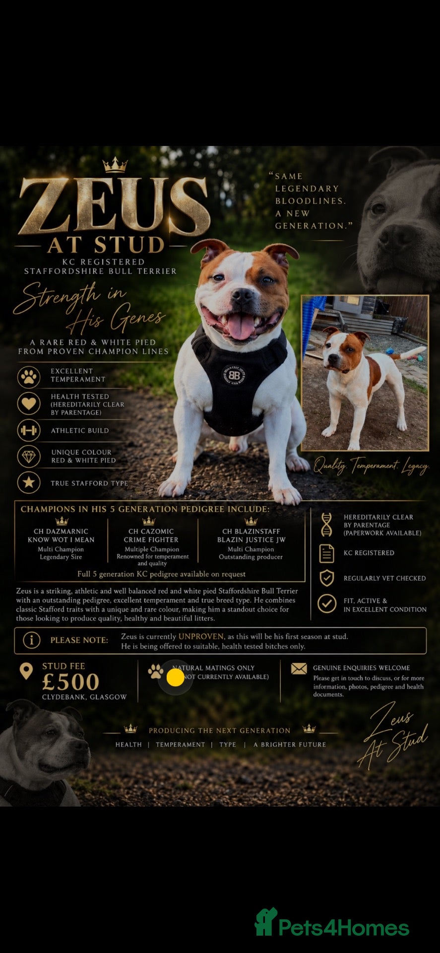 Staffordshire Bull Terrier dogs for stud: Top quality Staffordshire bull terrier  - Advert 1