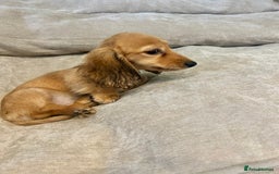 Miniature Dachshund dogs for sale:  LAST ONE - Long Haired Miniature Dachshund - Image 5
