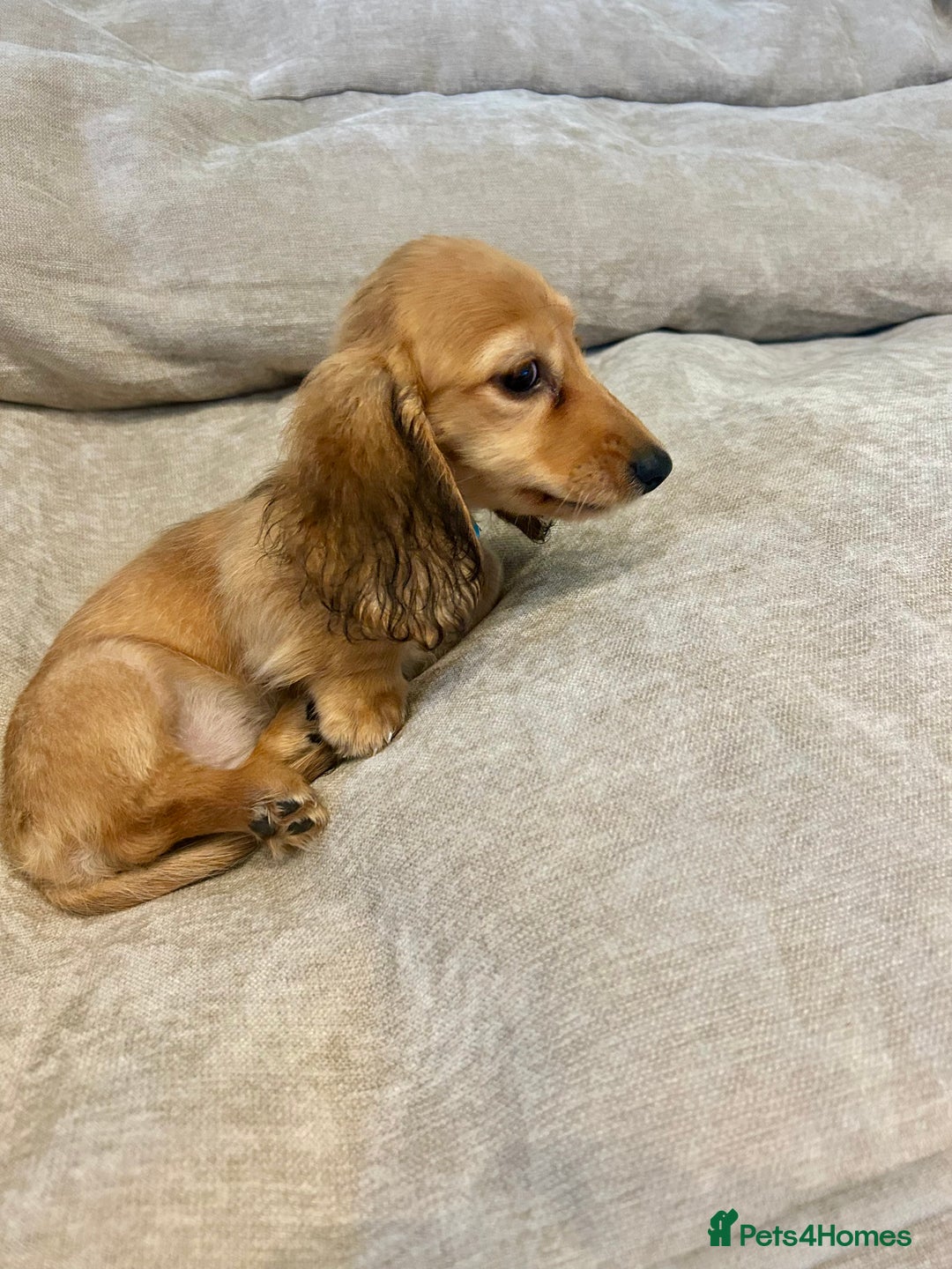Miniature Dachshund dogs for sale:  LAST ONE - Long Haired Miniature Dachshund - Image 5
