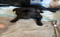 Staffordshire Bull Terrier dogs for sale: 8 Staffordshire Bull Terriers  - Image 35