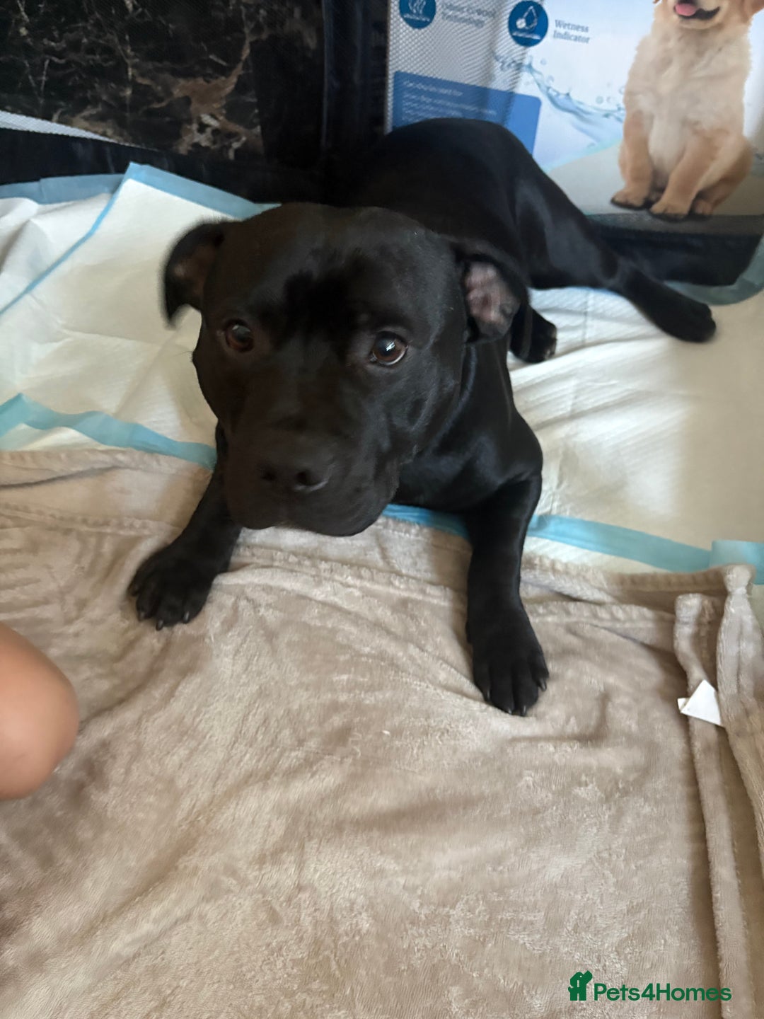Staffordshire Bull Terrier dogs for sale: 8 Staffordshire Bull Terriers  - Image 35