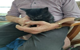 British Shorthair cats for sale: British Short haired kittens - Image 3