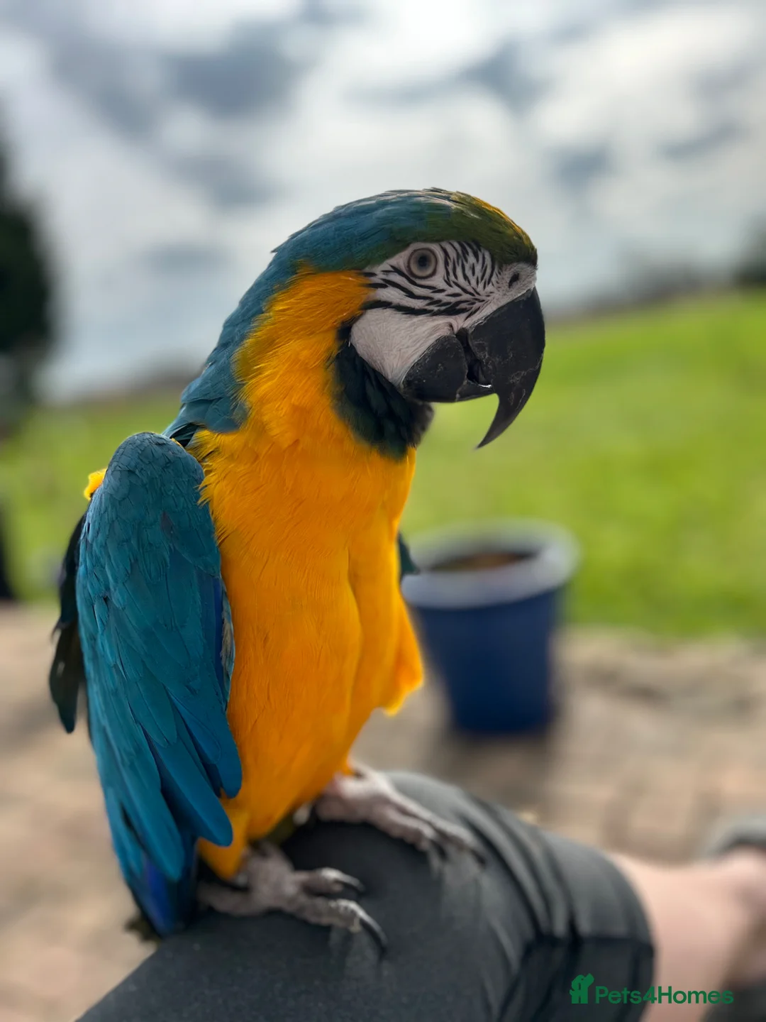 Macaws birds for sale: Stunning & funny Macaw - Advert 1