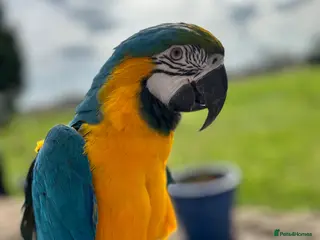 Macaws birds Stunning & funny Macaw - Advert 1
