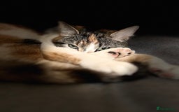 Mixed Breed cats for sale: Mixed Female cat - Image 5