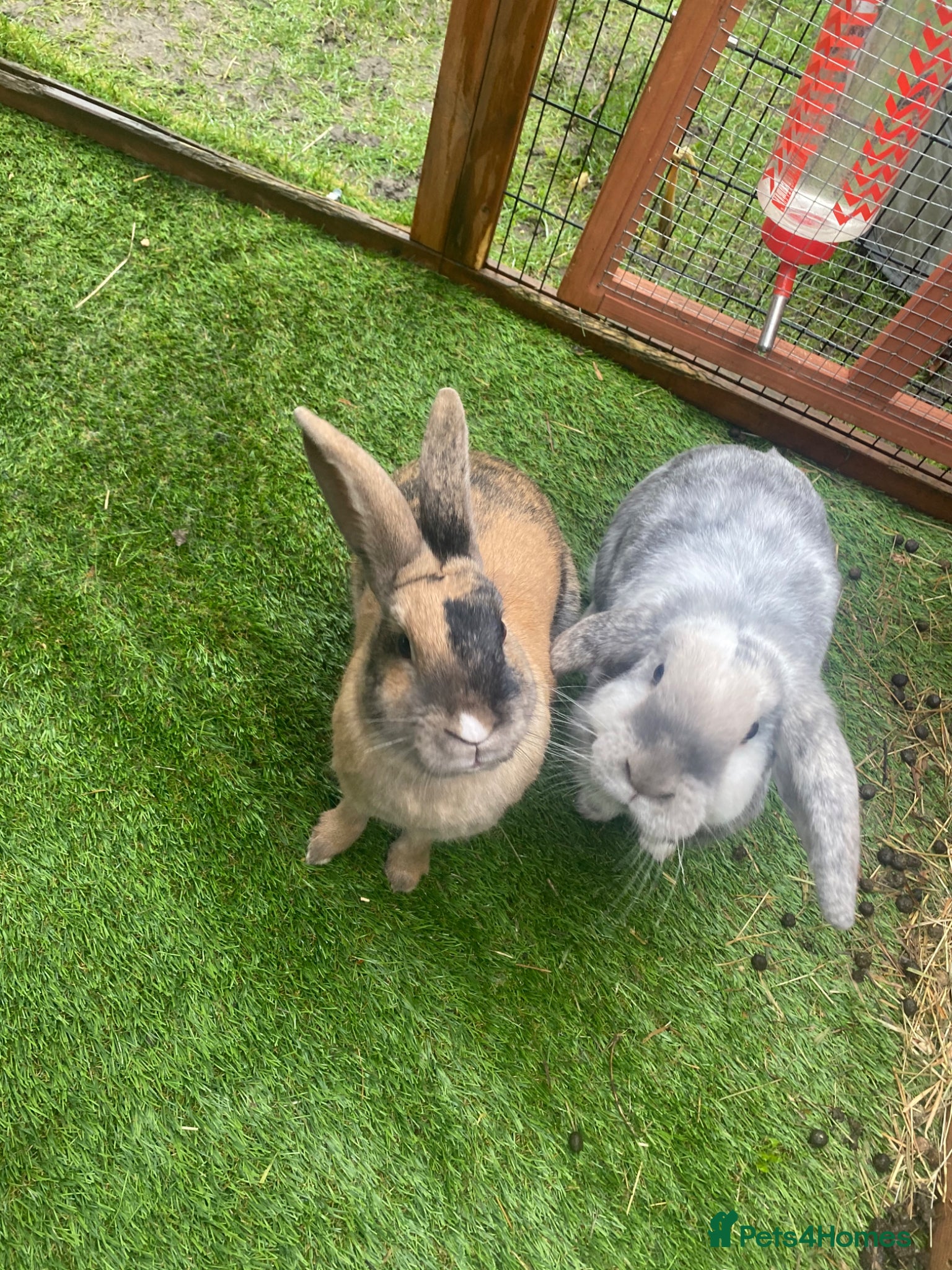 Mixed Breed rabbits 2 female rabbits for rehoming  - Advert 1