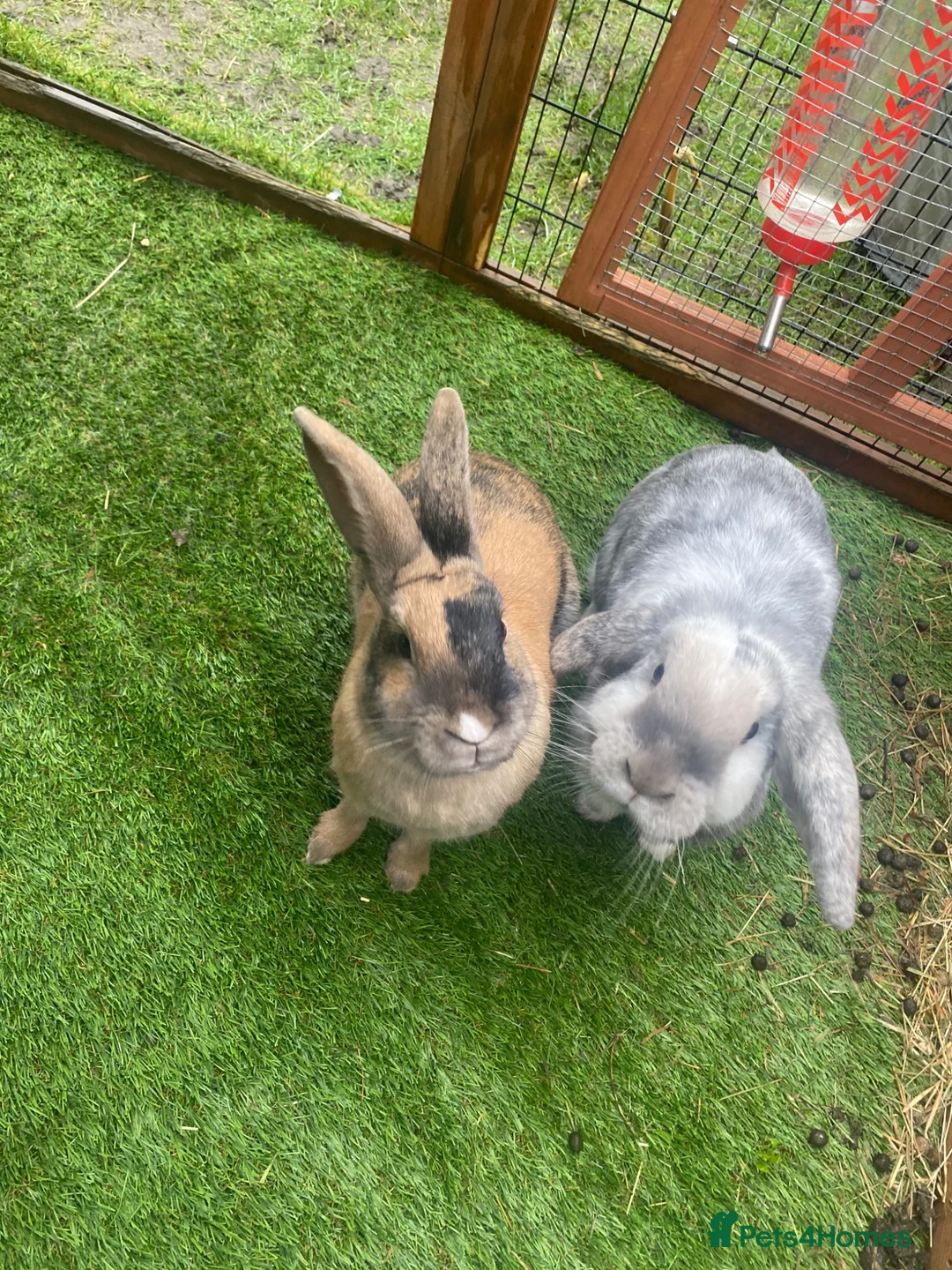 Mixed Breed rabbits for sale: 2 female rabbits for rehoming  - Advert 1