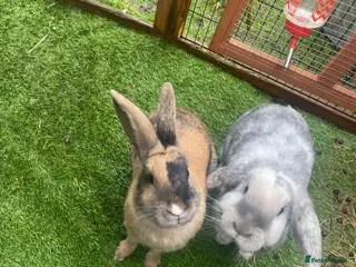 Mixed Breed rabbits 2 female rabbits for rehoming - Advert 1