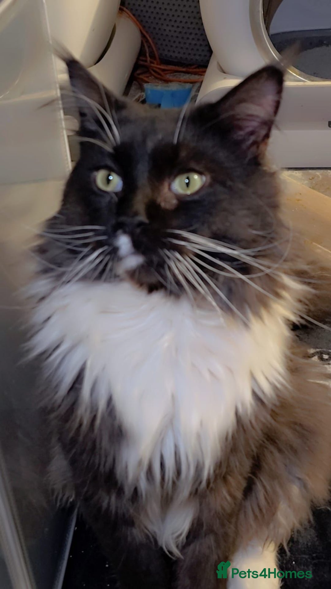 Maine Coon cats for sale: Stunning mainecoon/ragdoll babies - Advert 10