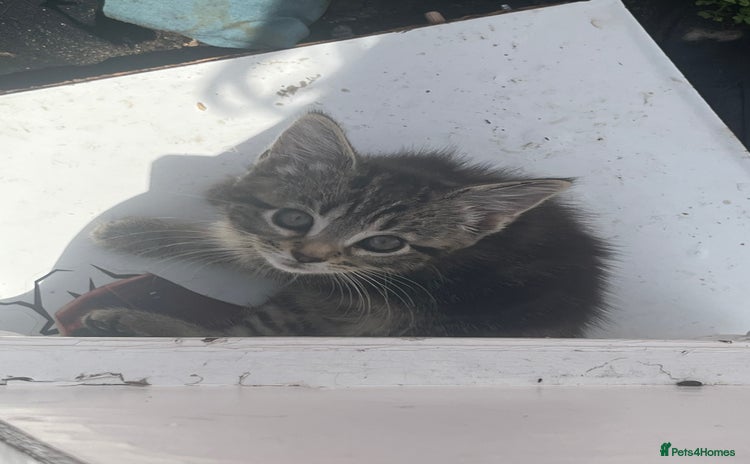 Mixed Breed cats for sale - Advert 2