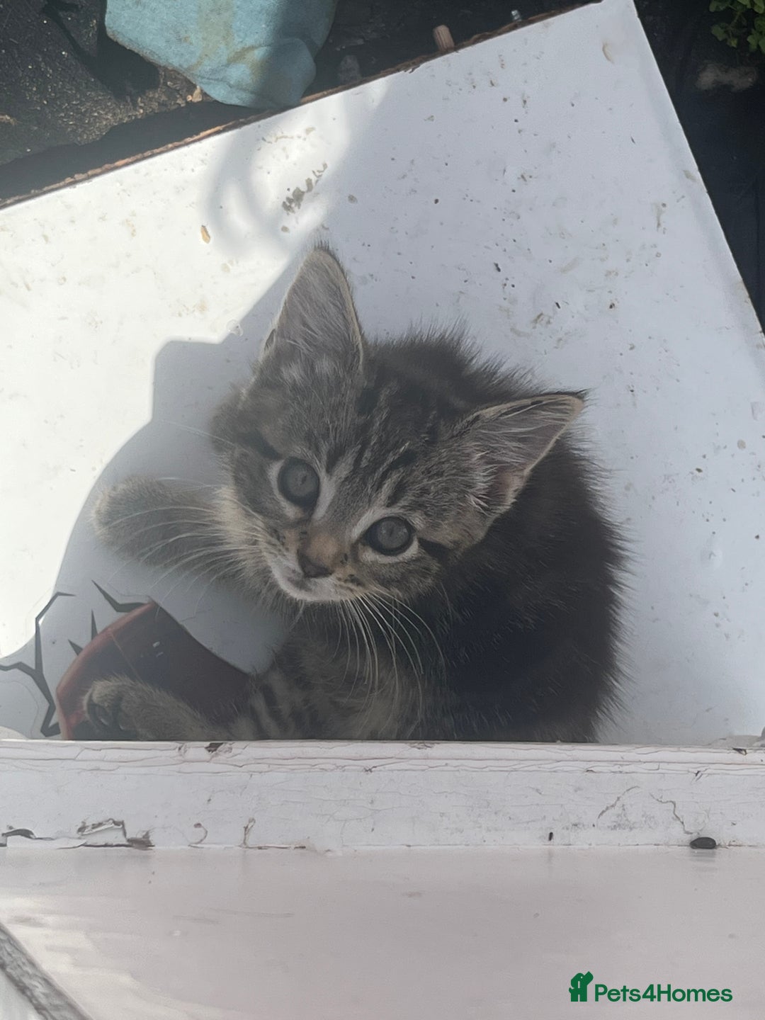 Mixed Breed cats for sale: 3 beautiful kittens - Image 1