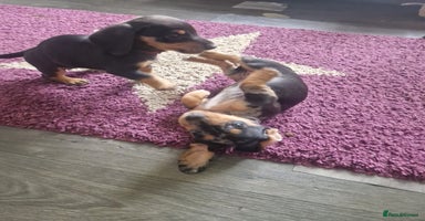 Miniature Dachshund dogs - Advert 11