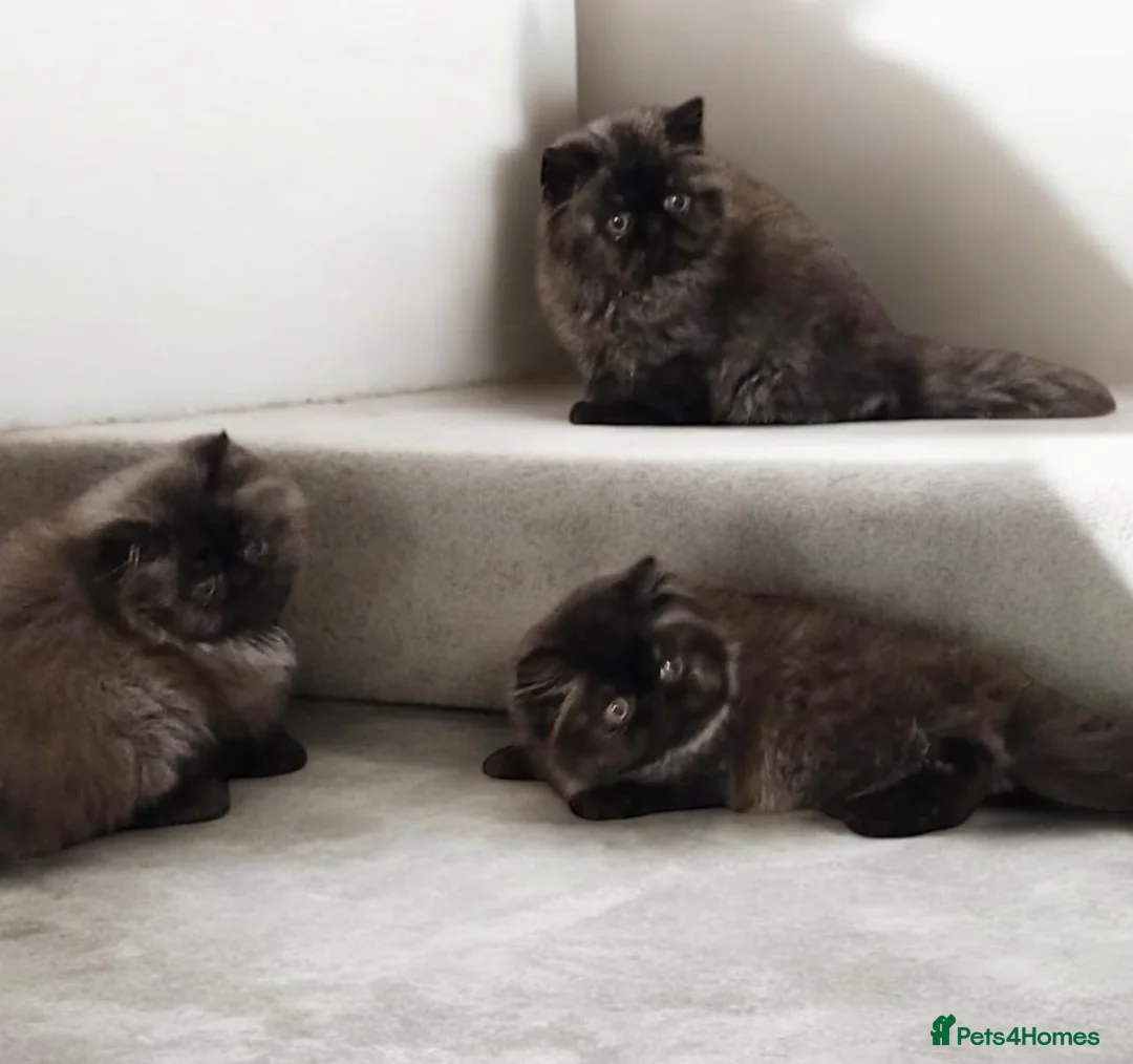 Persian cats for sale: Registered persians - Advert 1