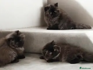 Persian cats Registered persians - Advert 1