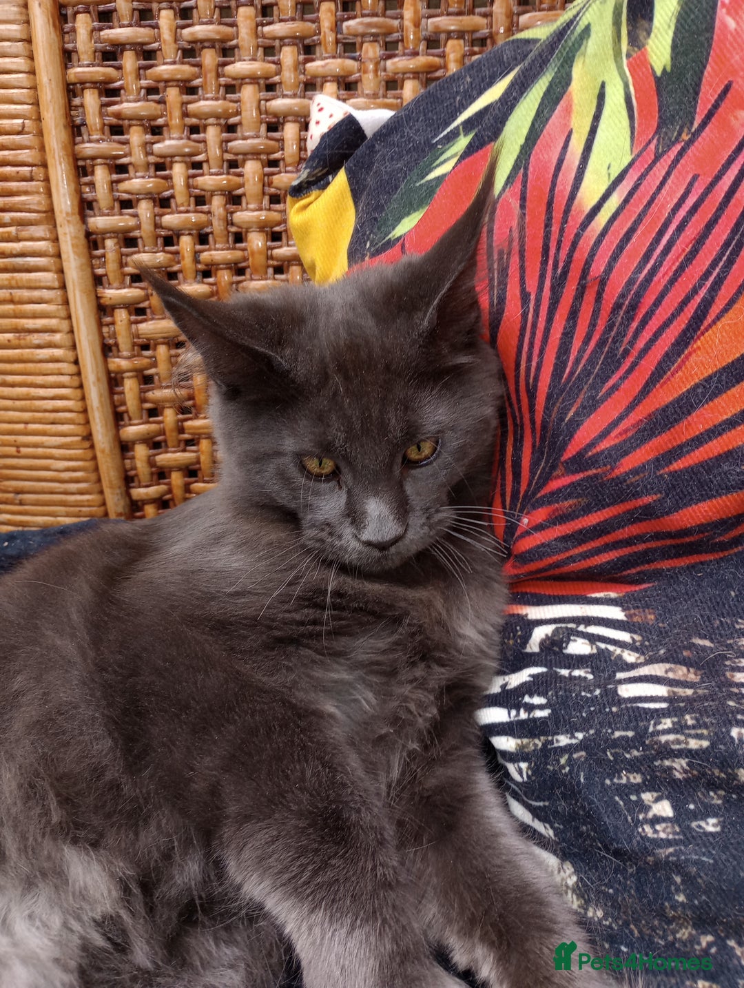 Maine Coon cats for sale: Maine coon purebred pedigre xl in Barnsley - Image 36