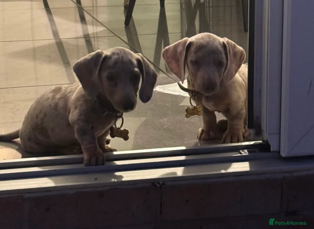 Dachshund dogs for sale: Male dachound in Nuneaton - Advert 6