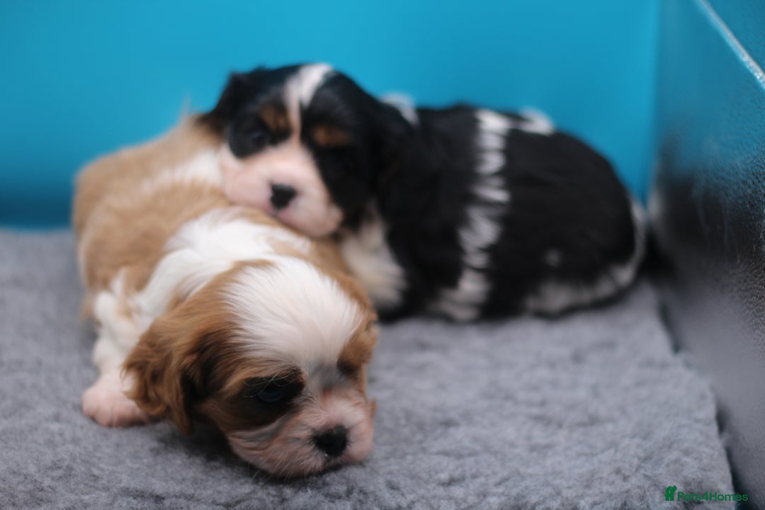 Cavalier King Charles Spaniel dogs for sale: Champion lines, heart/health tested, KC registered - Advert 2