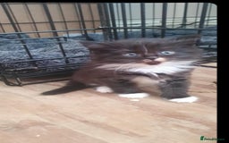 British Longhair cats for sale: Beautiful fluffy kittens - Image 3