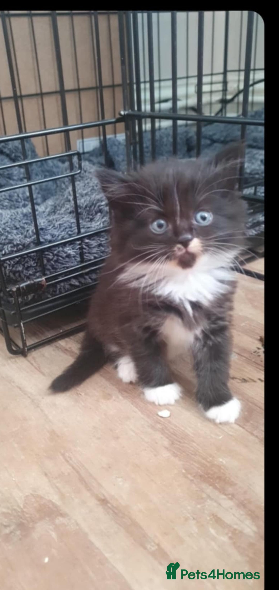 British Longhair cats for sale: Beautiful fluffy kittens - Image 3