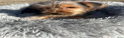 Yorkshire Terrier dogs for sale: Yorkshire terriers  - Advert 6
