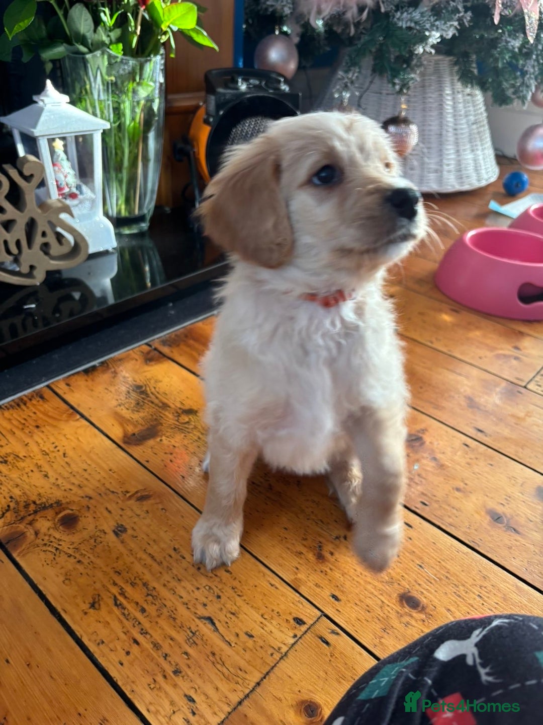 Mixed Breed dogs for sale: Bernedoodle - Advert 8