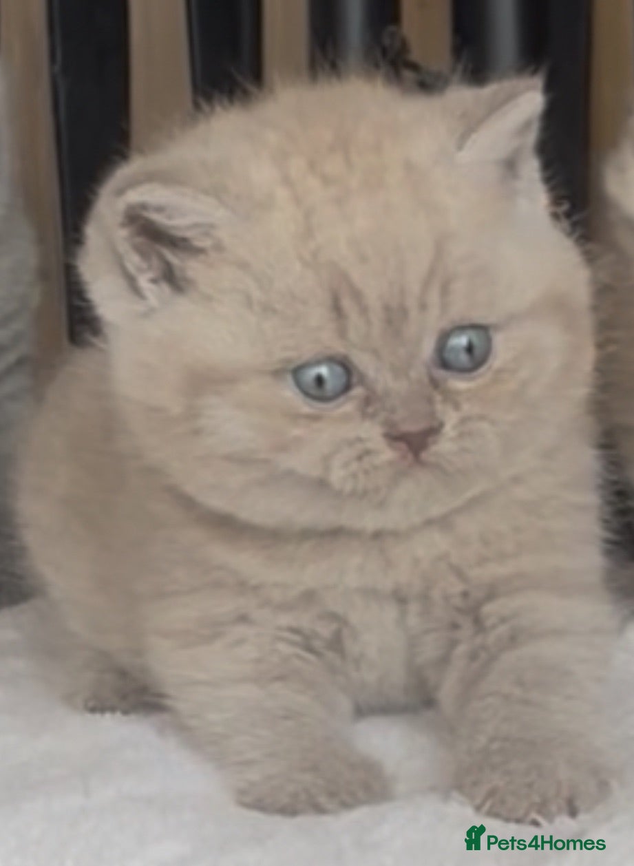 British Shorthair cats Beautiful BSH Champion line Kittens  - Advert 1