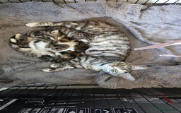 Mixed Breed cats for sale: Mixed colour tabby kittens - Image 16