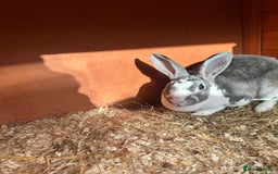 Mini Lion Lop rabbits for sale: Female Mini Rex with hutch and run  - Image 2