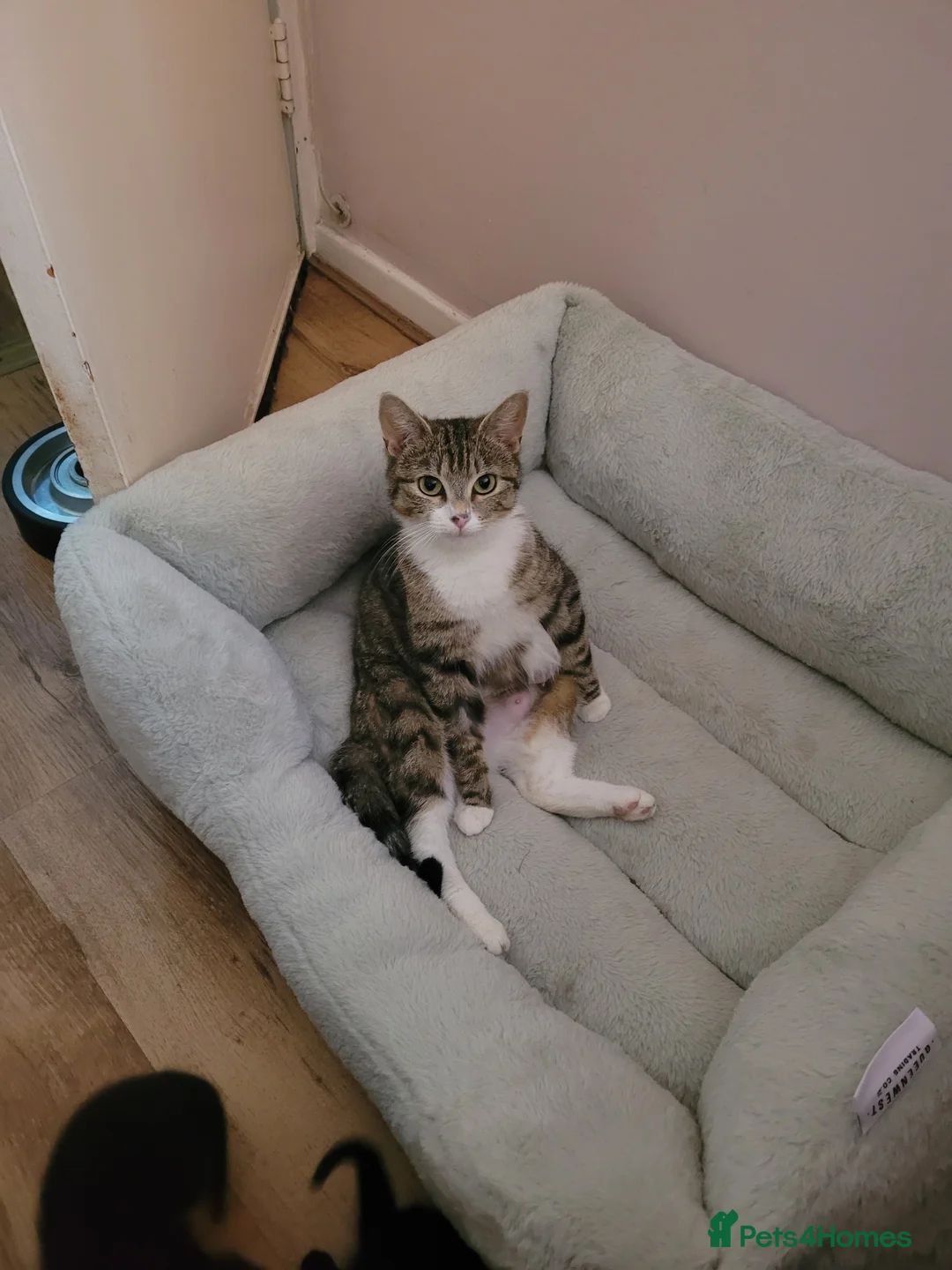 Domestic Shorthair cats for sale: Kittens for sale in Guildford - Advert 1