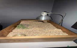 Tortoise reptiles for sale: Marinated tortoises for sale - Image 5