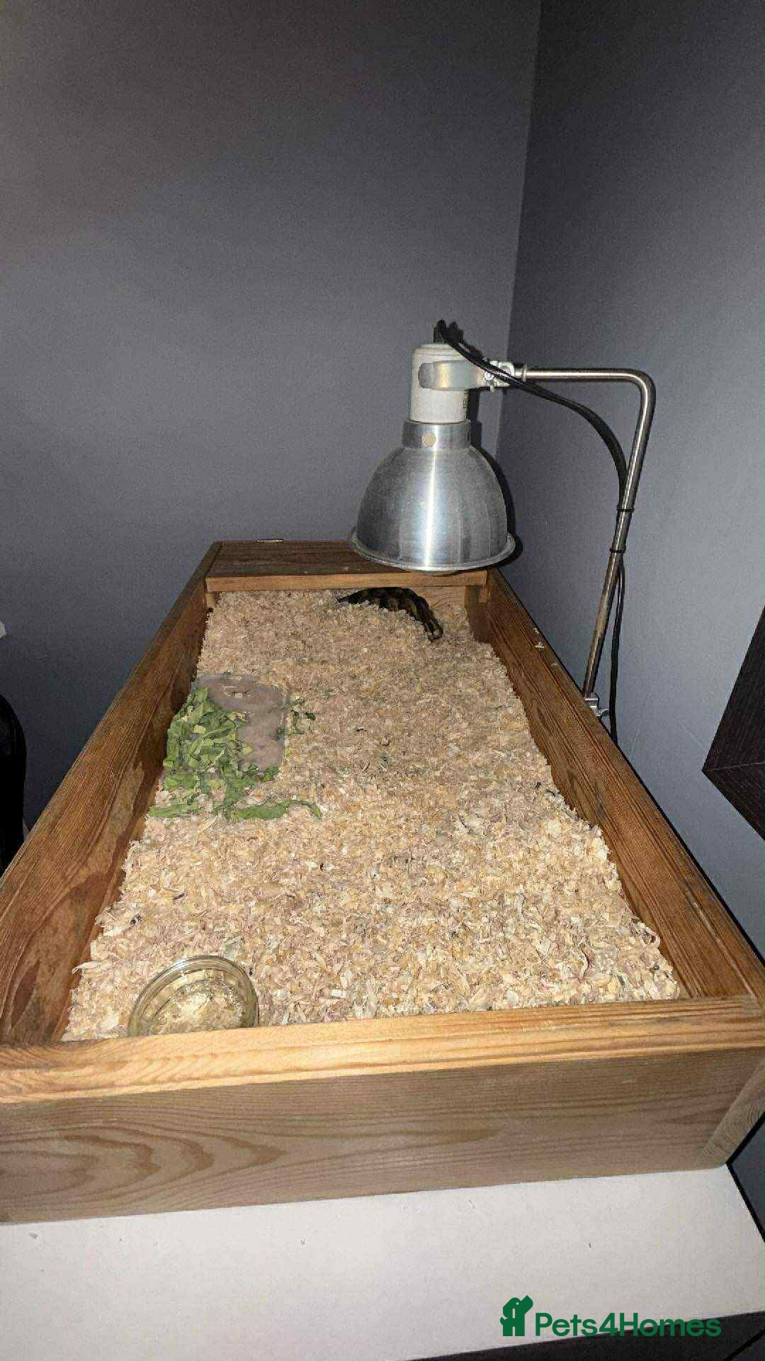 Tortoise reptiles for sale: Marinated tortoises for sale - Image 5