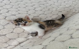 Mixed Breed cats for sale: 7 little kittens - Image 23