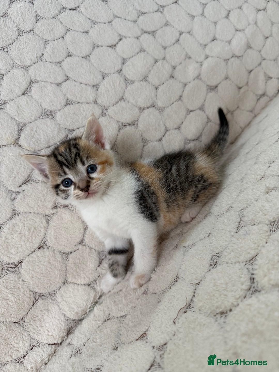 Mixed Breed cats for sale: 7 little kittens - Image 23