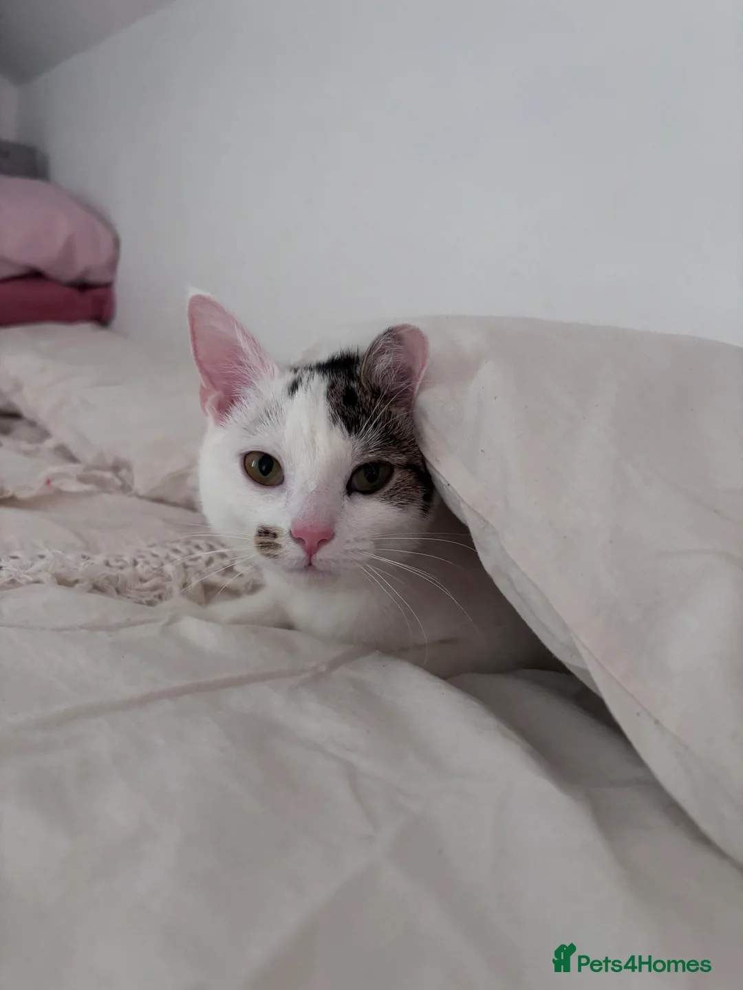 British Shorthair cats for sale: Penny - Advert 5