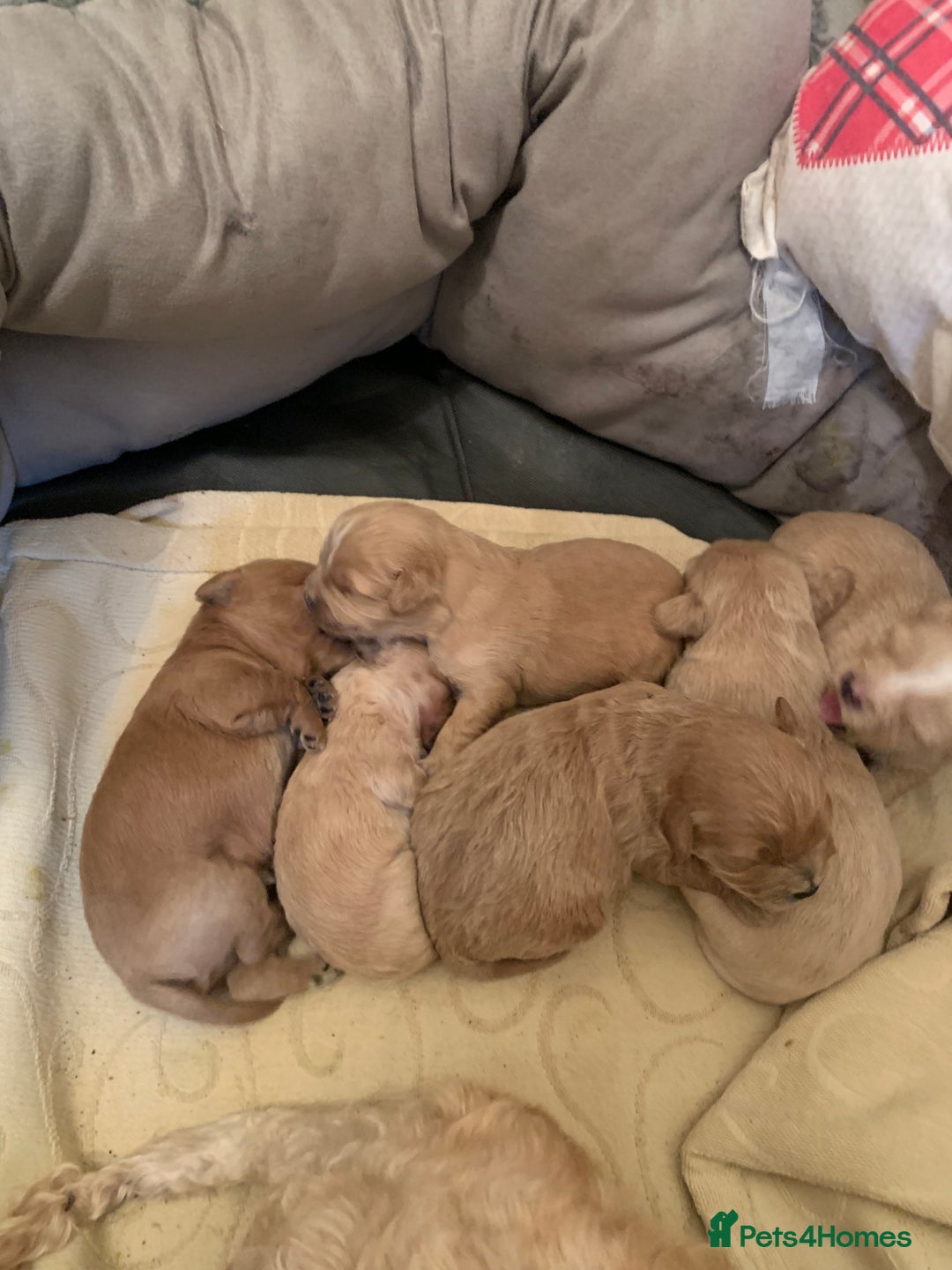 Mixed Breed dogs for sale: Cavapoo/Westiepoo - Advert 7