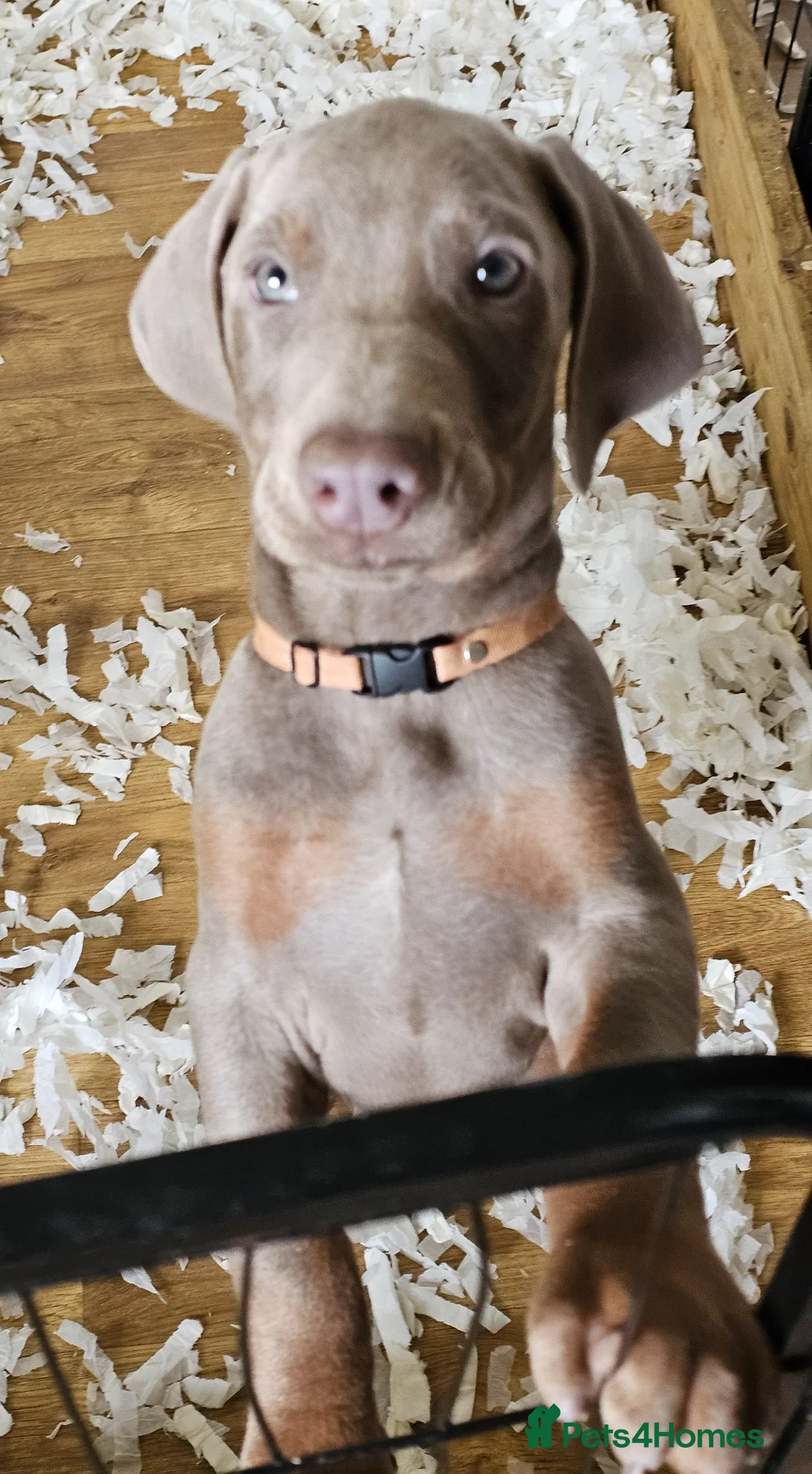 Dobermann dogs for sale: STUNNING KC DOBERMAN PUPPIES Champion Bloodlines - Advert 2