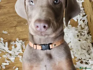 Dobermann dogs STUNNING KC DOBERMAN PUPPIES Champion Bloodlines - Advert 5