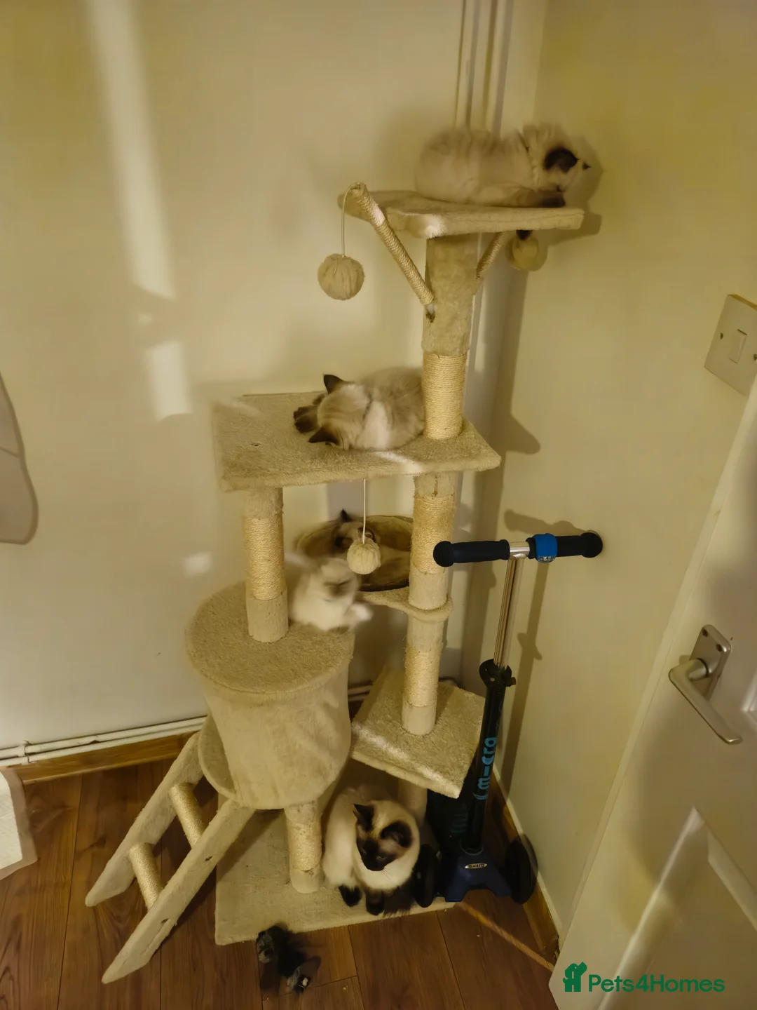 Ragdoll cats for sale: 3 Beautiful Ragdoll Kittens for Sale 🐾 - Advert 6