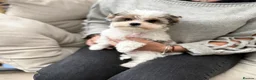 Yorkshire Terrier dogs for sale: Yorkie Puppies - Ready to Steal Your Hear! ✨🐾 - Advert 3