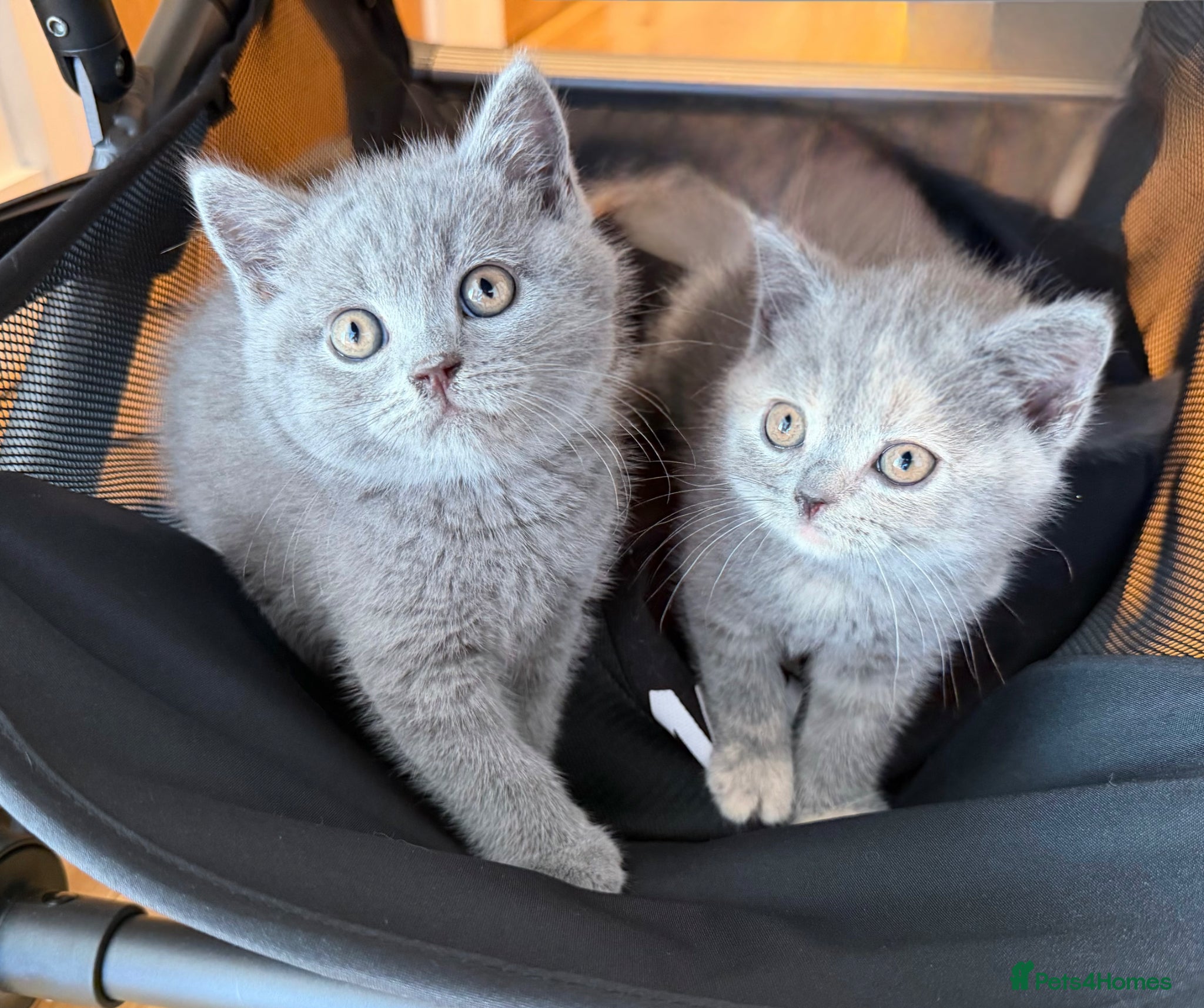 British Shorthair cats British Shorthair Kittens – Ready Now 🐾 - Advert 1